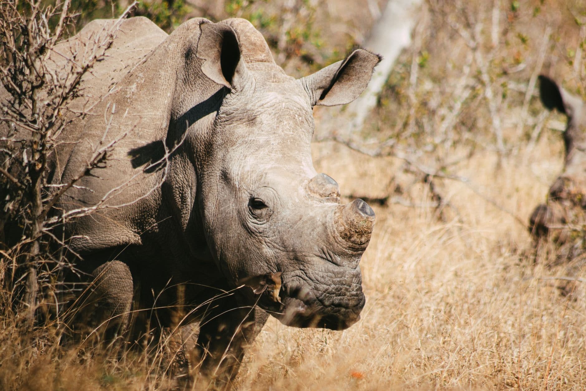 eSIM in Kruger National Park 1
