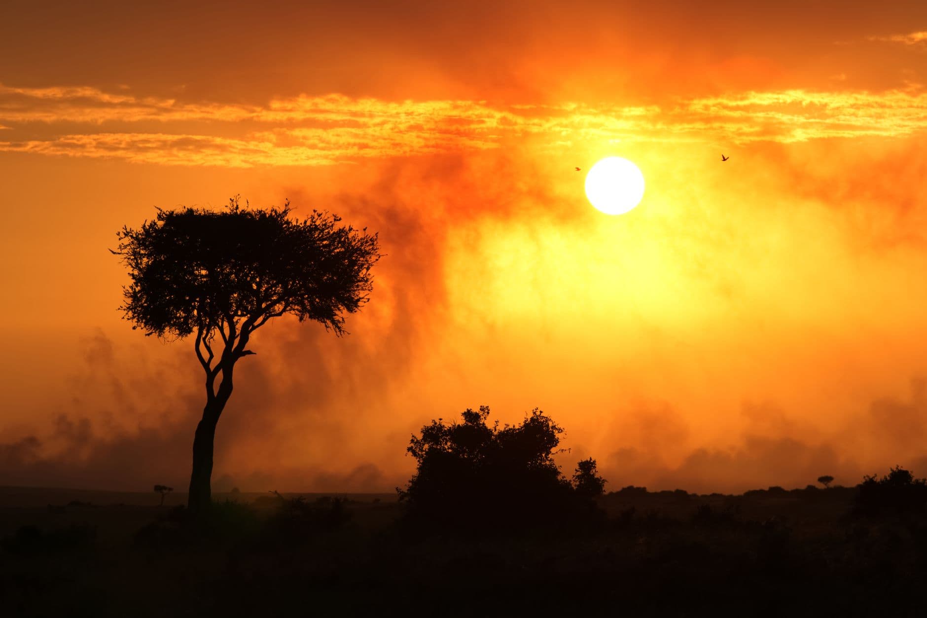 eSIM in Masai Mara 1
