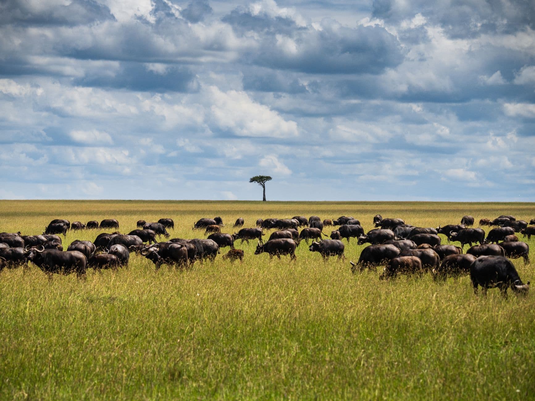 eSIM in Masai Mara 2
