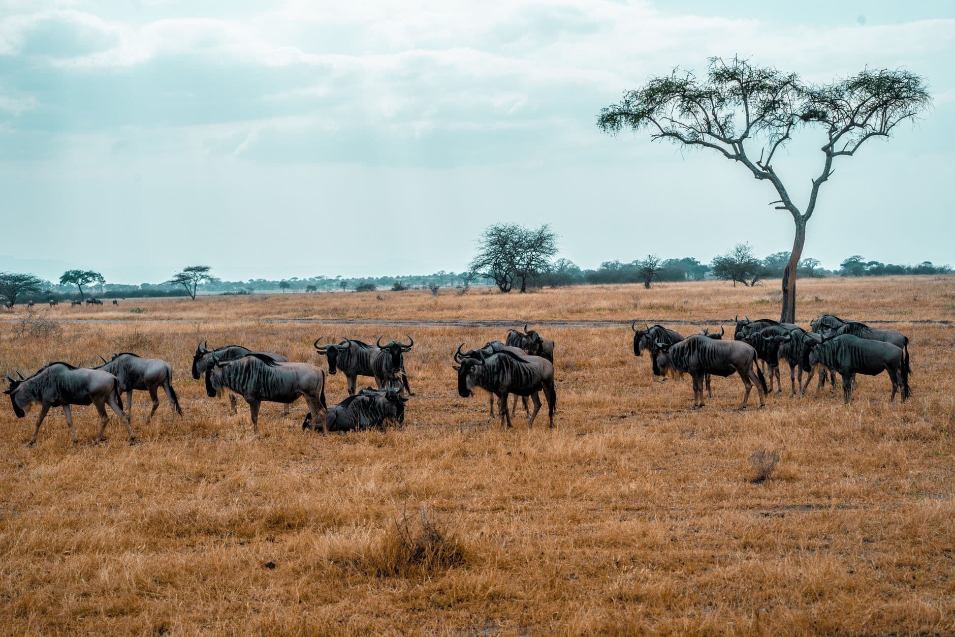 eSIM in Serengeti 1
