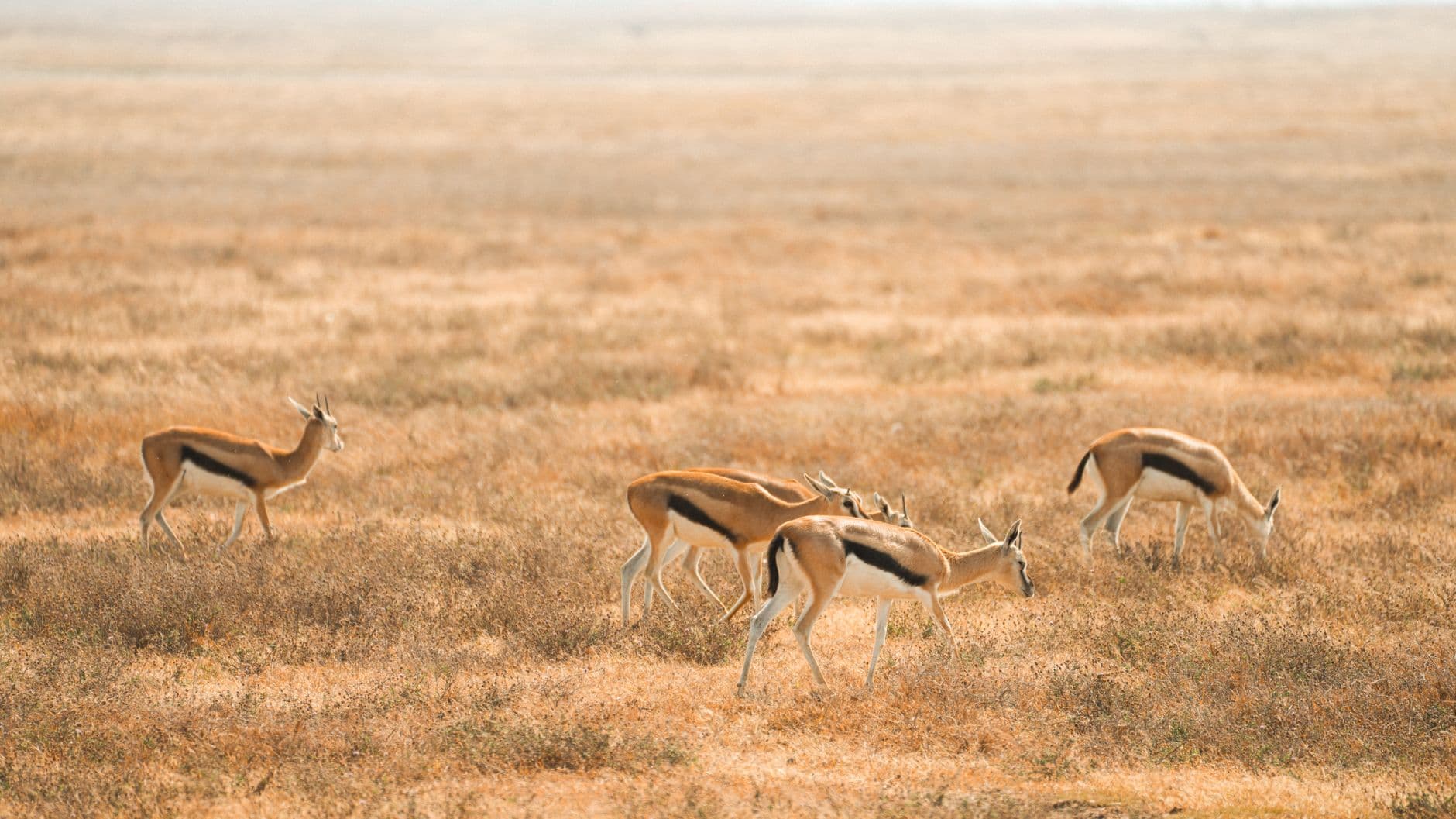 eSIM in Serengeti 2