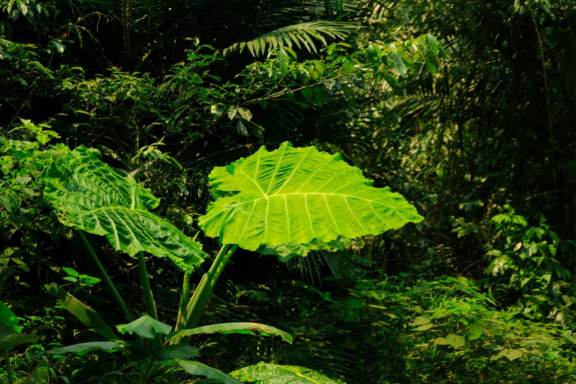 eSIM in Bwindi Impenetrable Forest 1