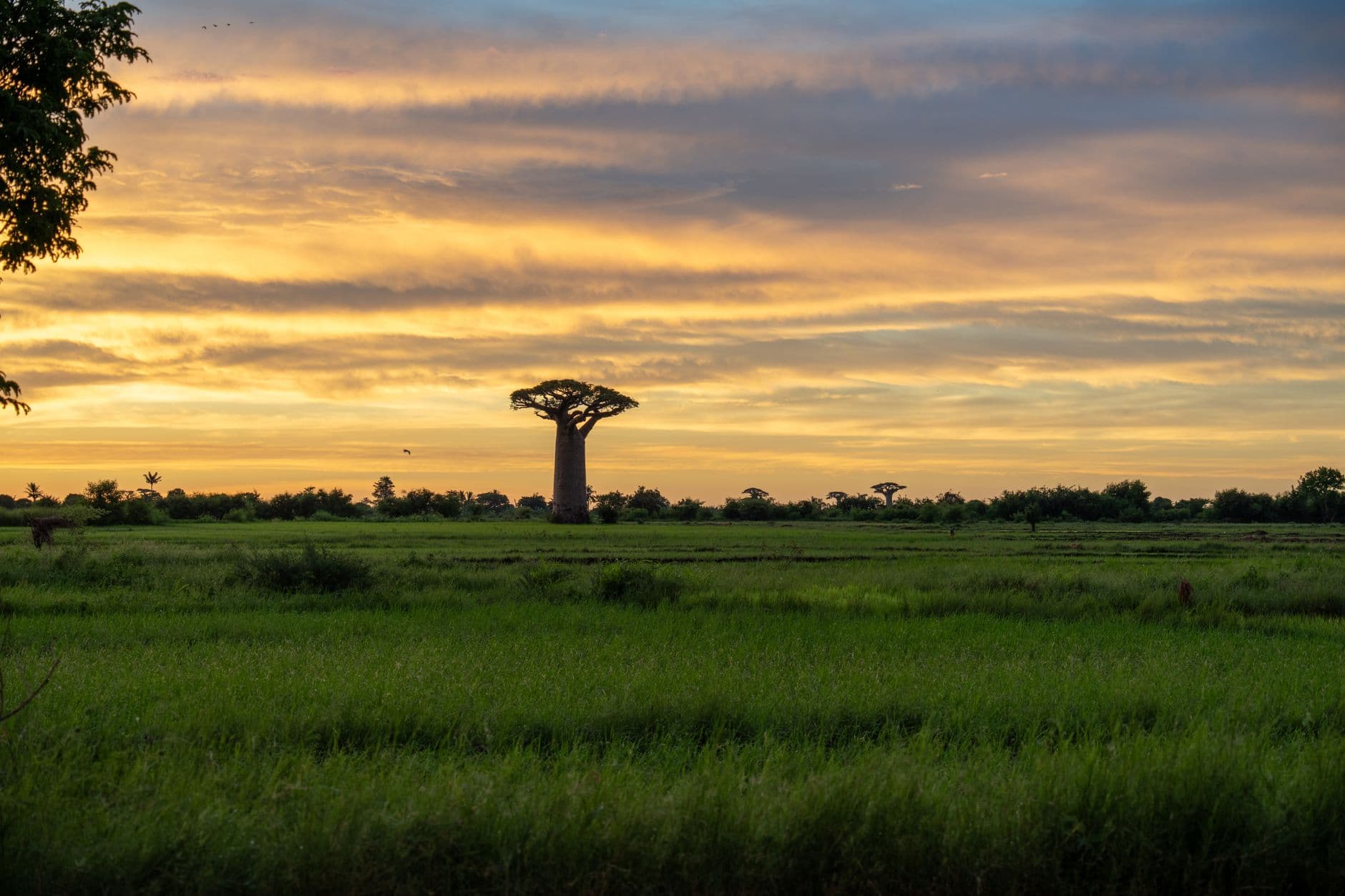 eSIM in Avenue of the Baobabs 1