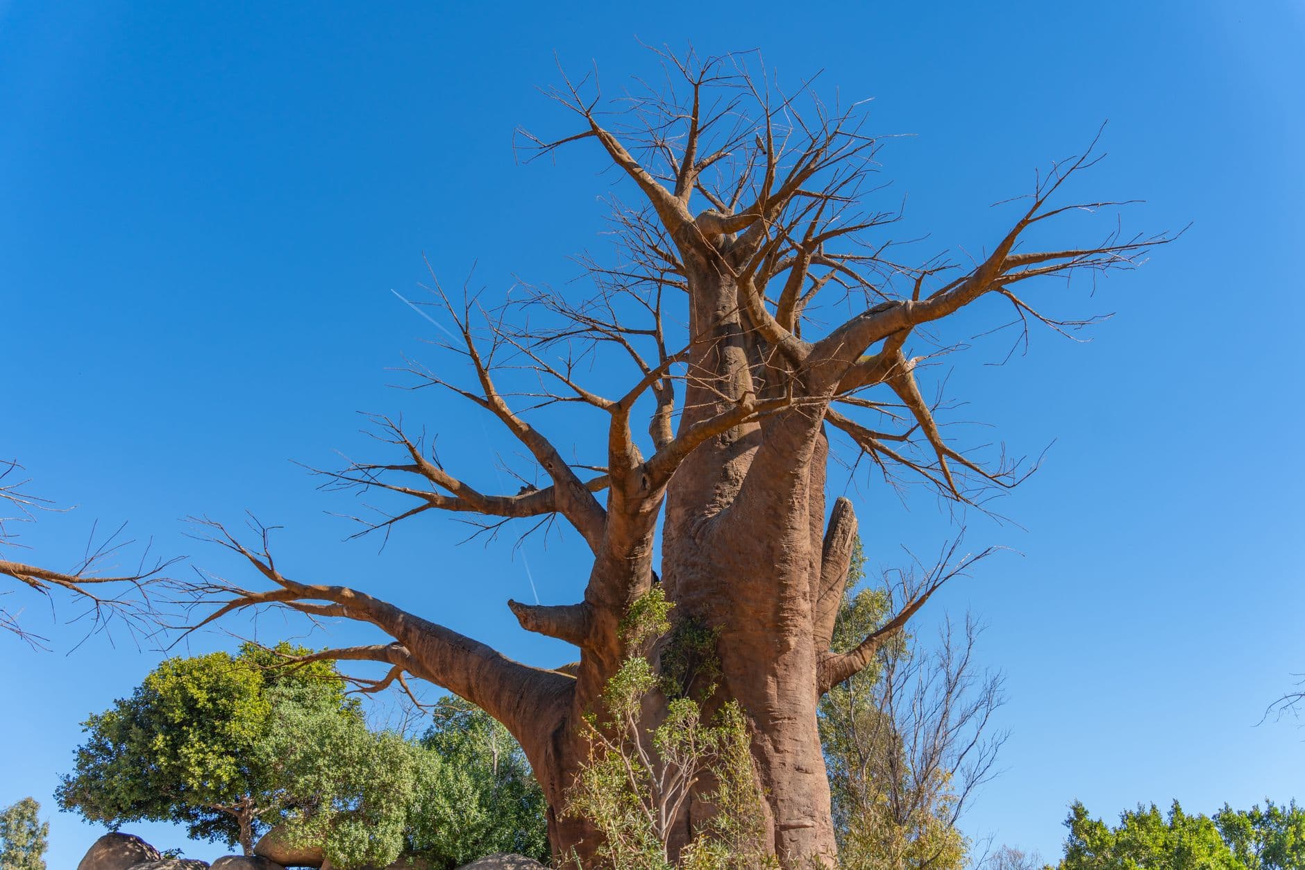eSIM in Avenue of the Baobabs 2