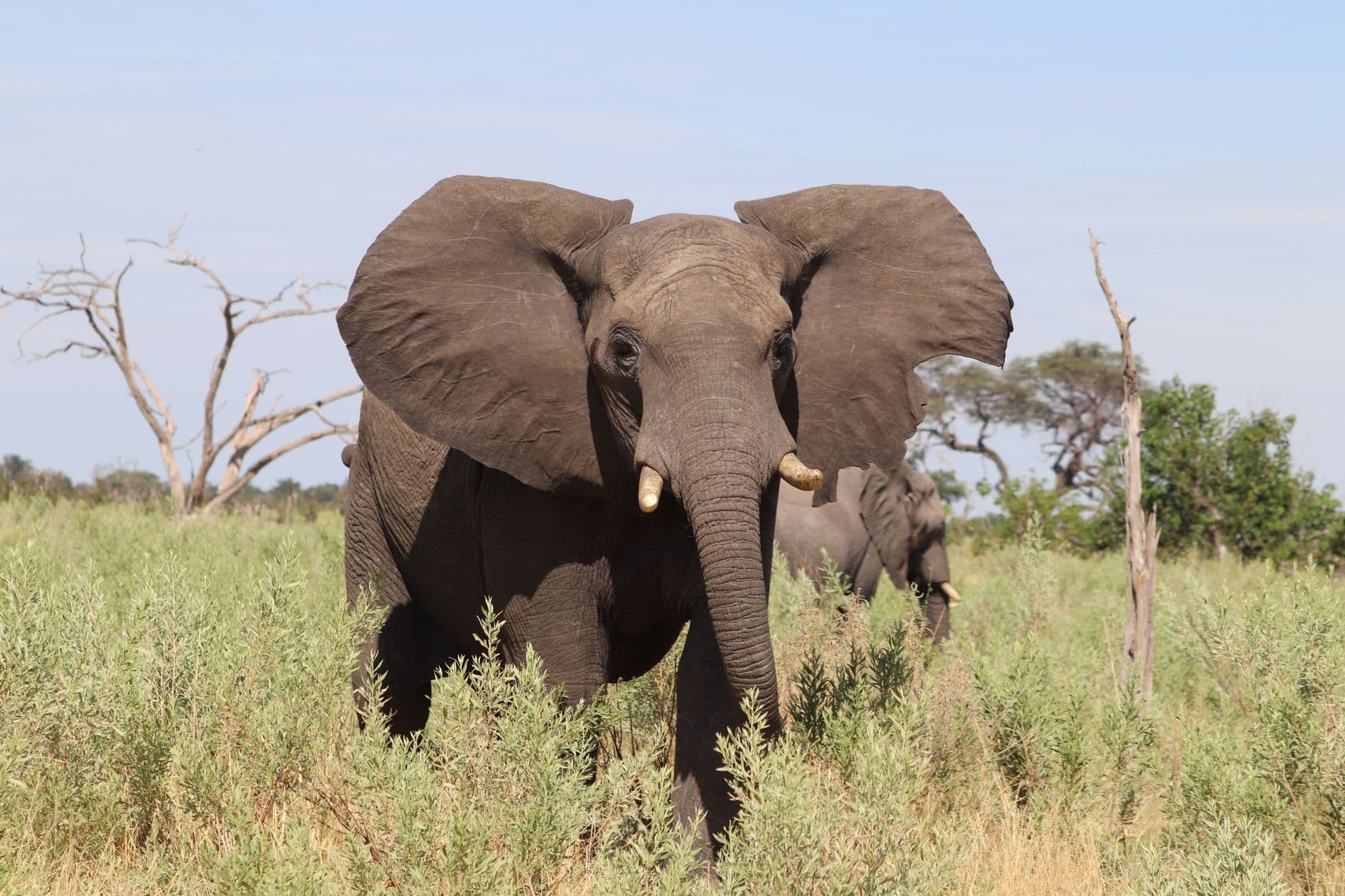 eSIM in Chobe National Park 1