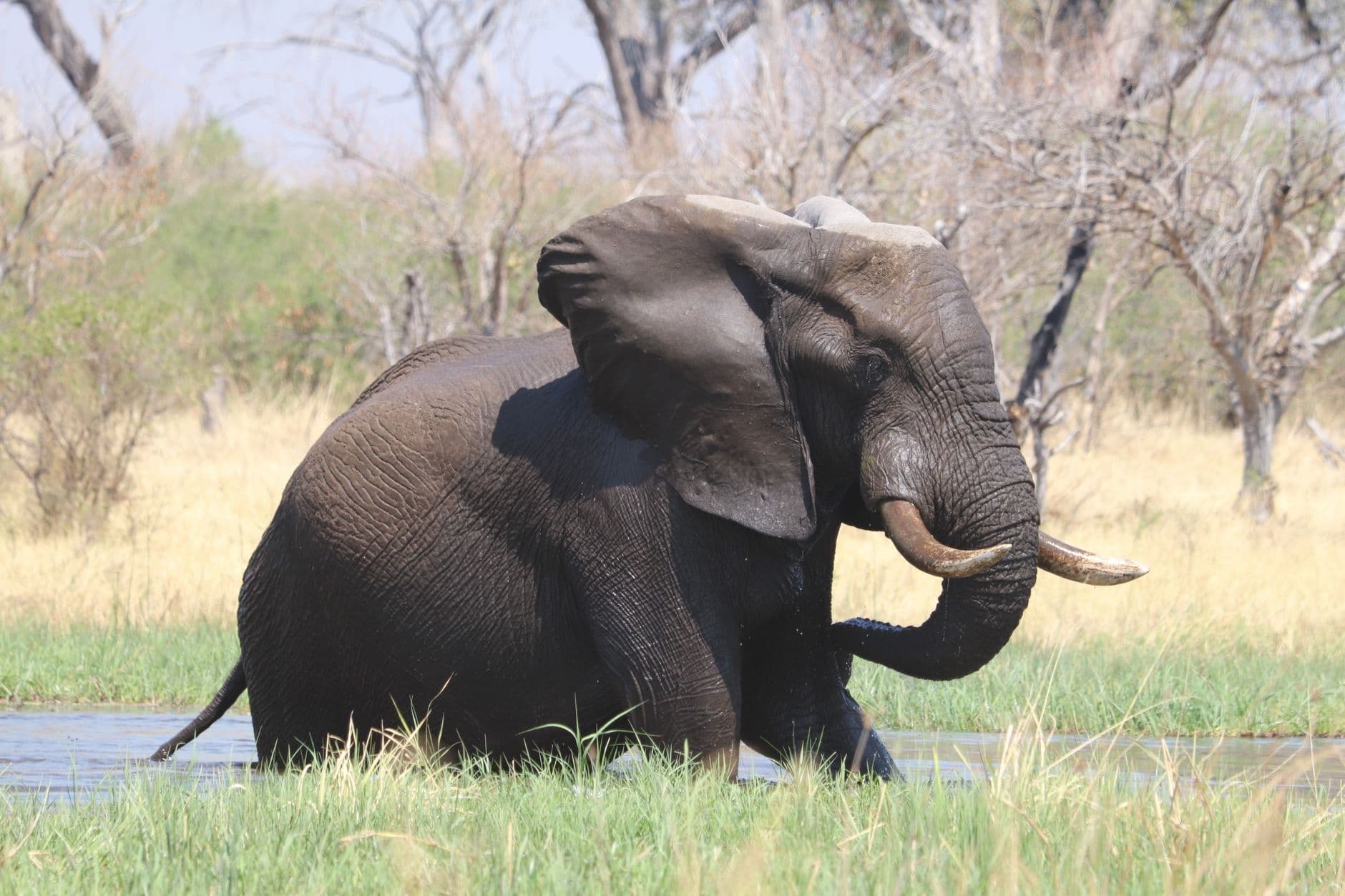 eSIM in Chobe National Park 2