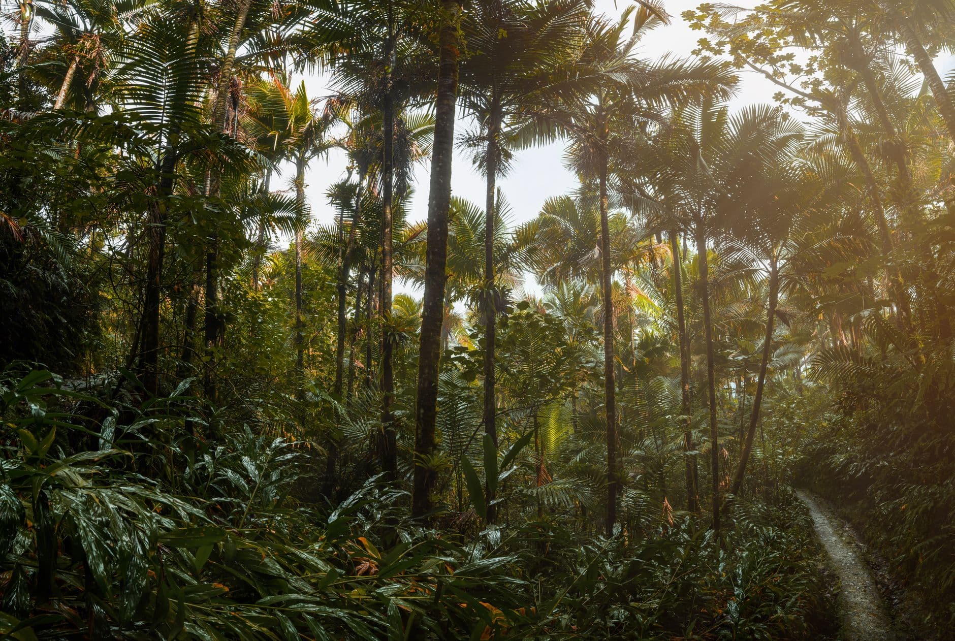 eSIM in El Yunque Rainforest 1