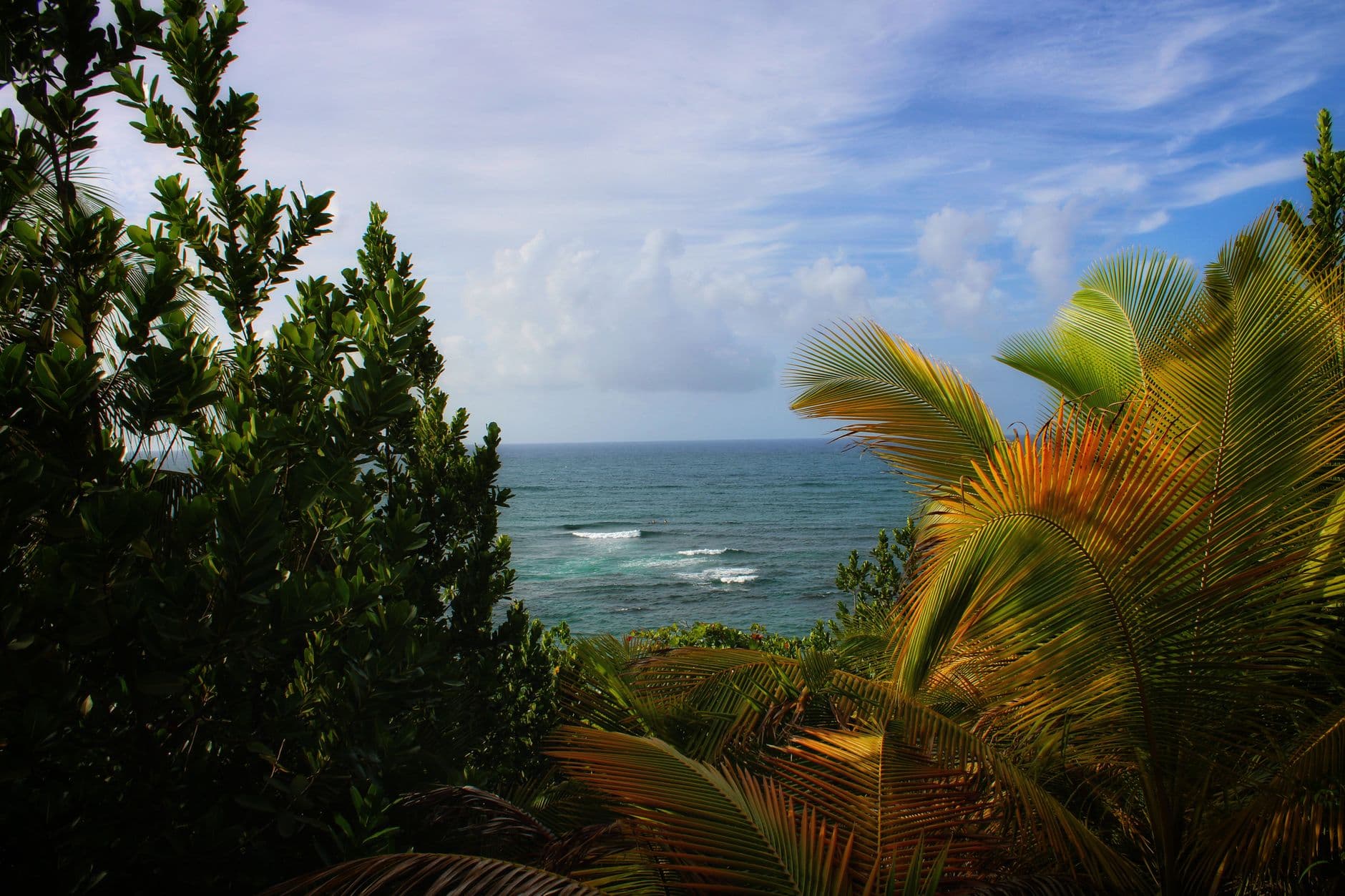 eSIM in El Yunque Rainforest 2