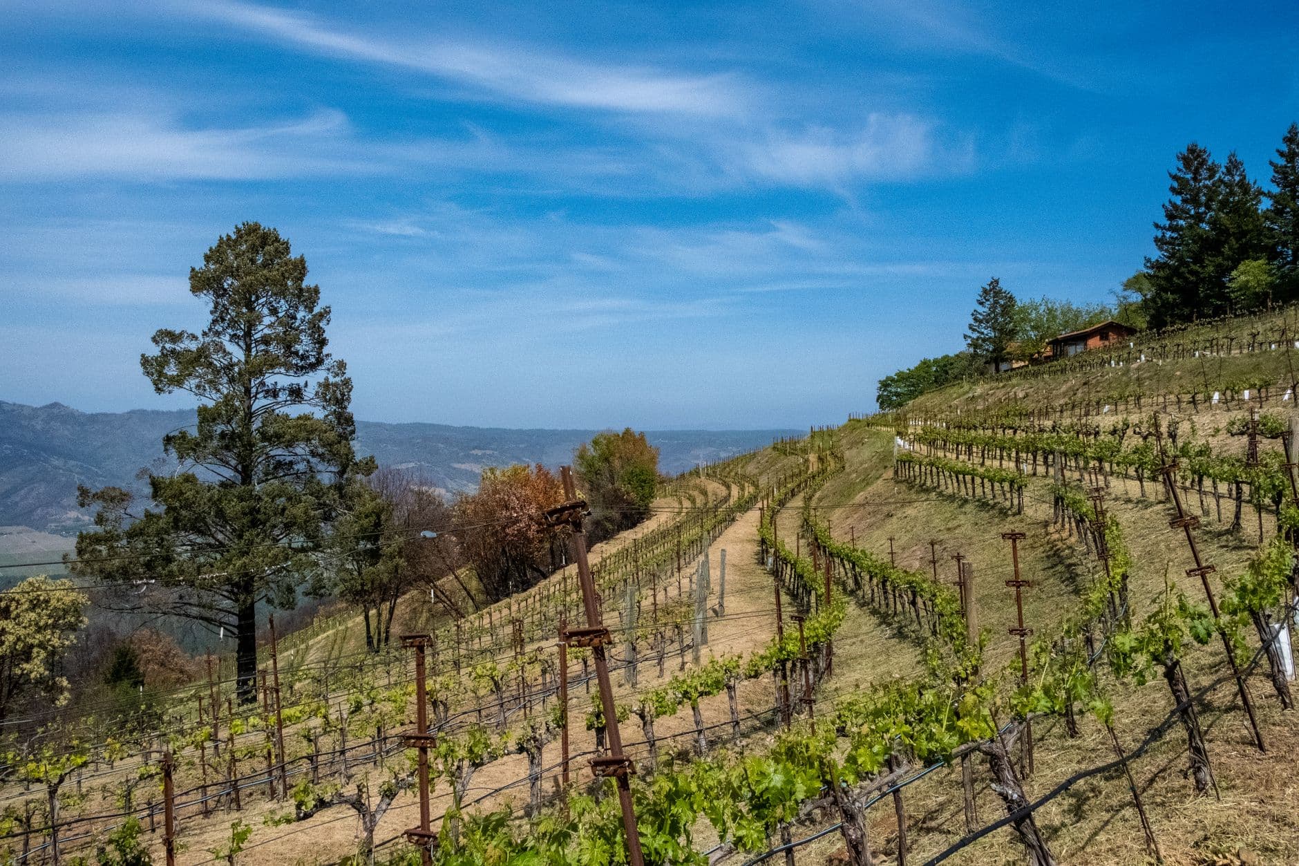 eSIM in Napa Valley 1