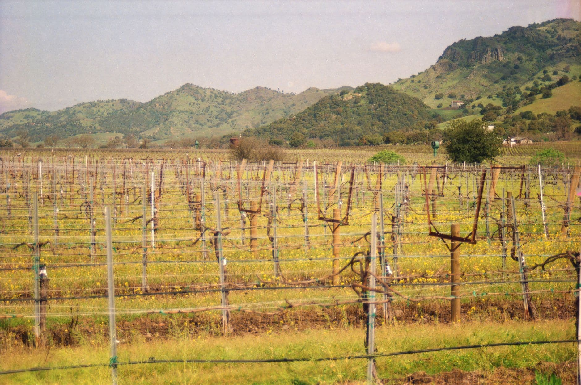 eSIM in Napa Valley 2