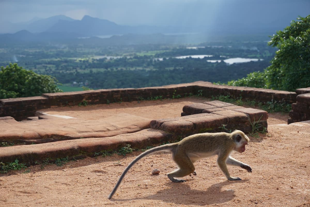 Sri Lanka 2