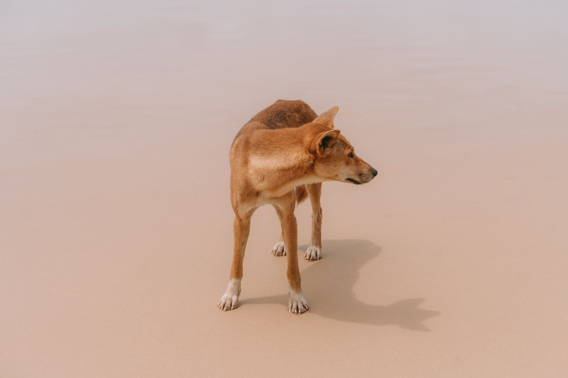 eSIM in Fraser Island 1