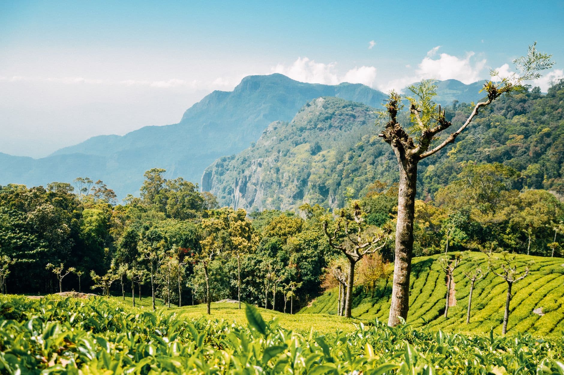 eSIM in Munnar 2