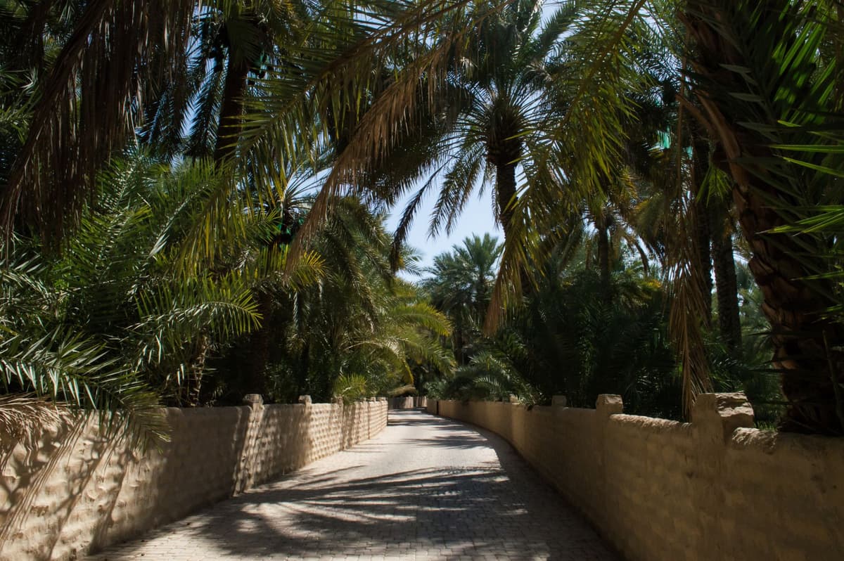 eSIM in Al Ain Oasis 1
