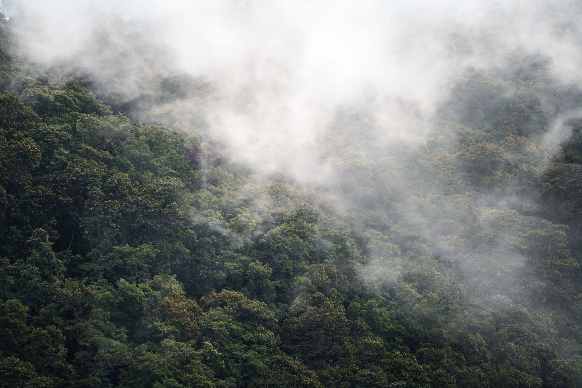 eSIM in Monteverde Cloud Forest 1