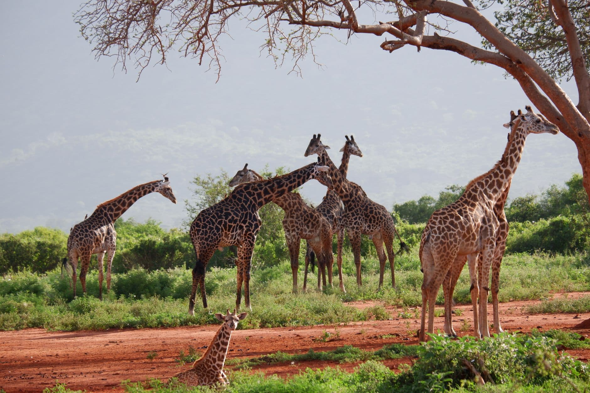 eSIM in Tsavo National Park 2