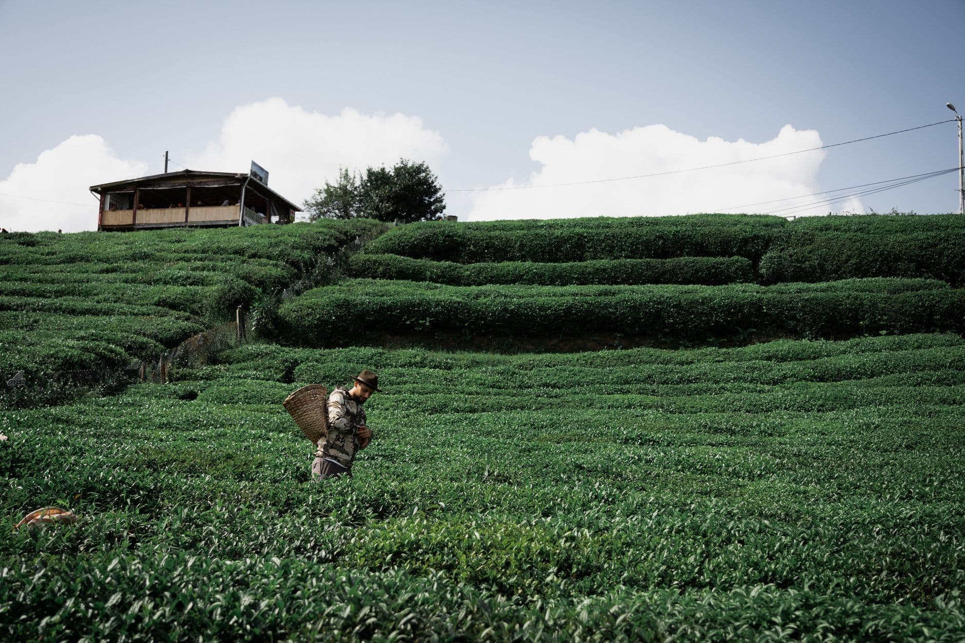 eSIM in Boseong Tea Fields 1