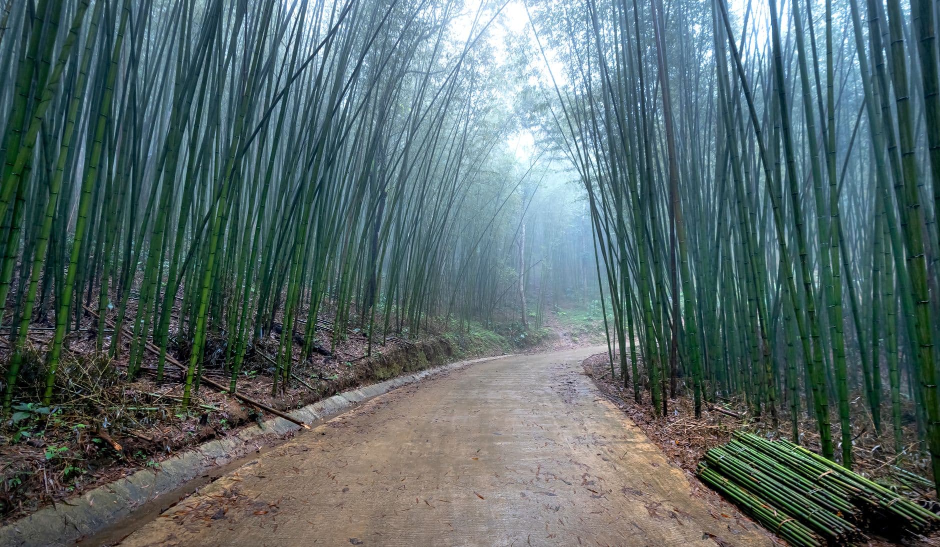 eSIM in Damyang Bamboo Forest 1