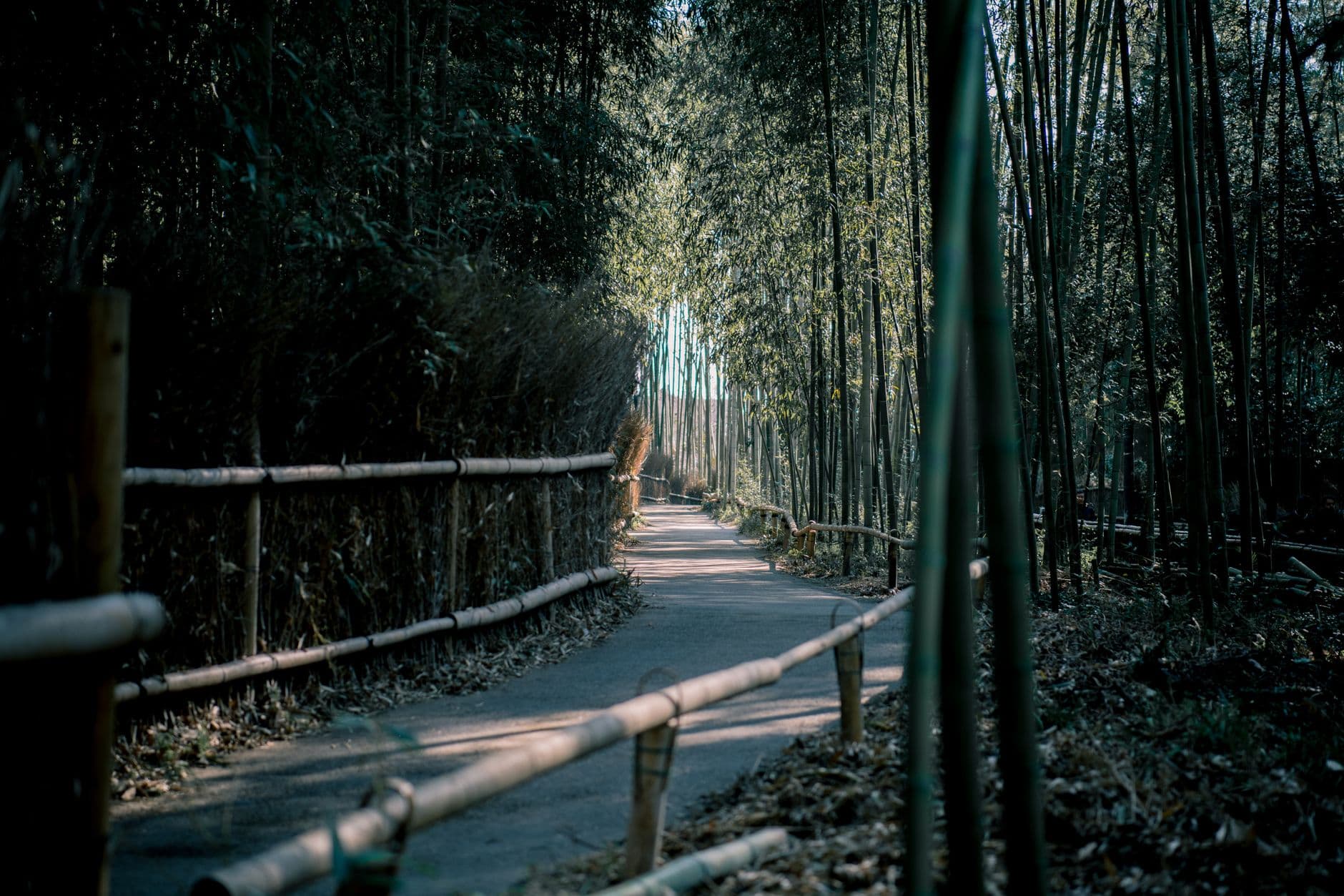 eSIM in Damyang Bamboo Forest 2