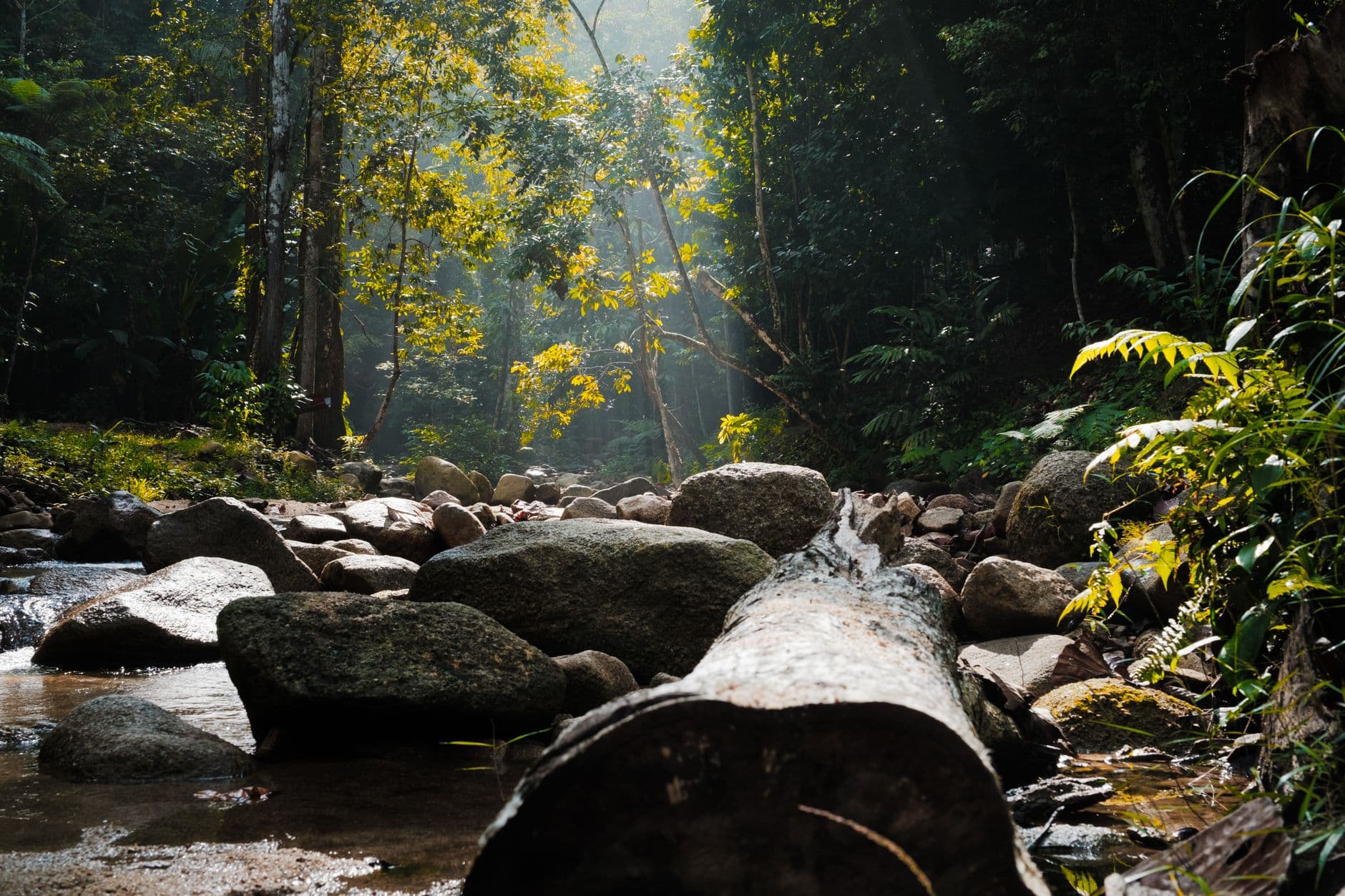eSIM in Taman Negara 2
