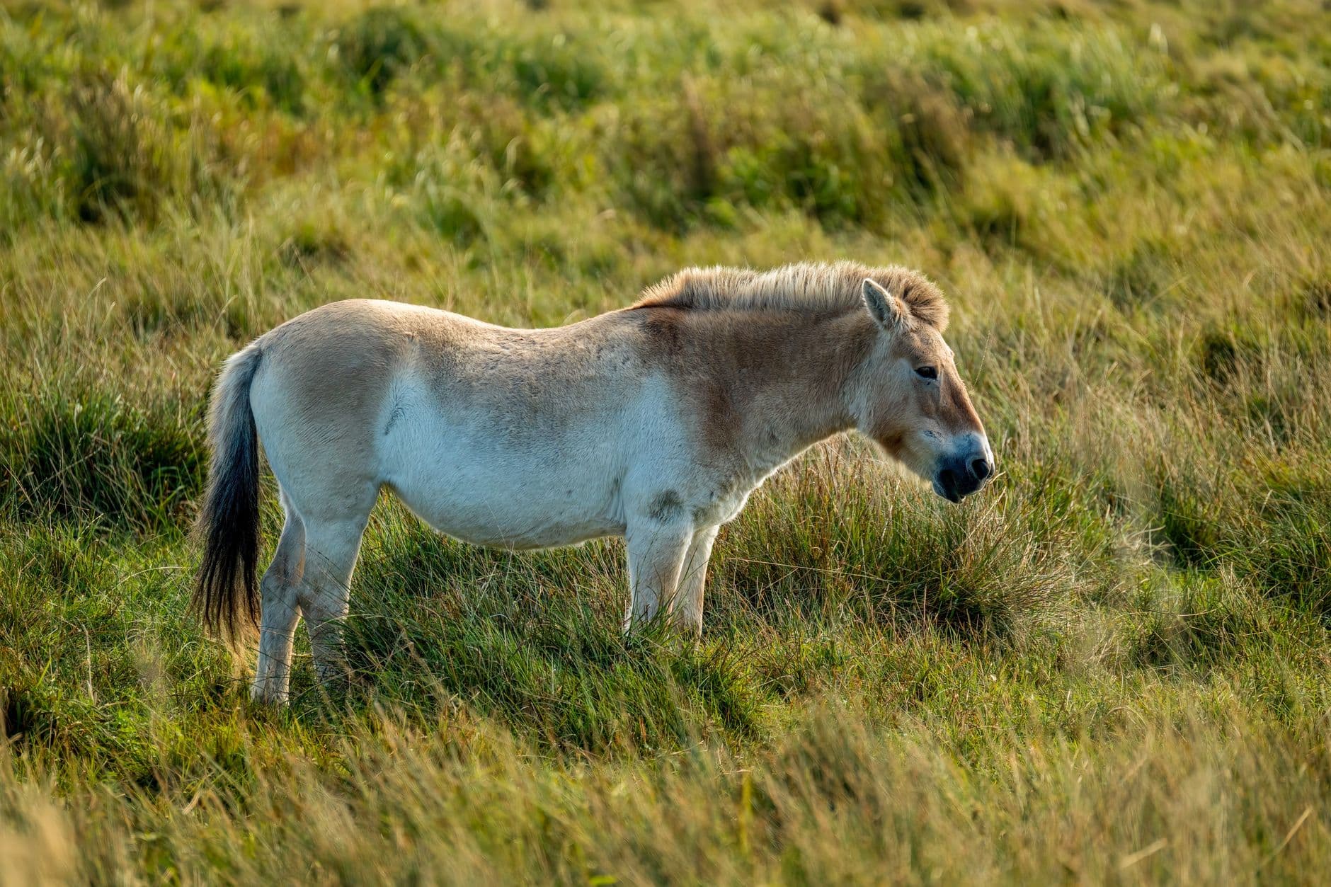 eSIM in Hortobagy National Park 1