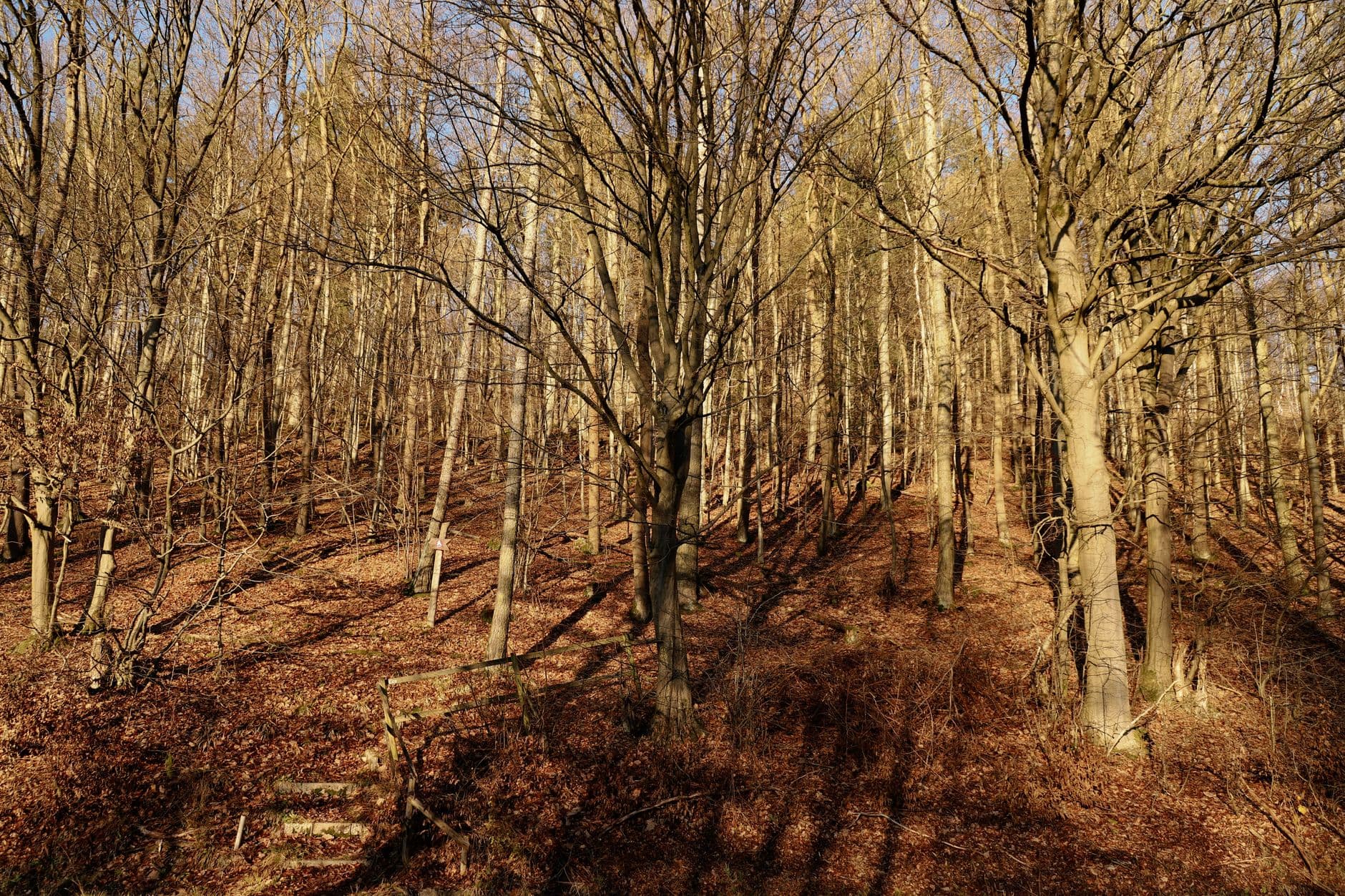 eSIM in Rold Skov Forest 1