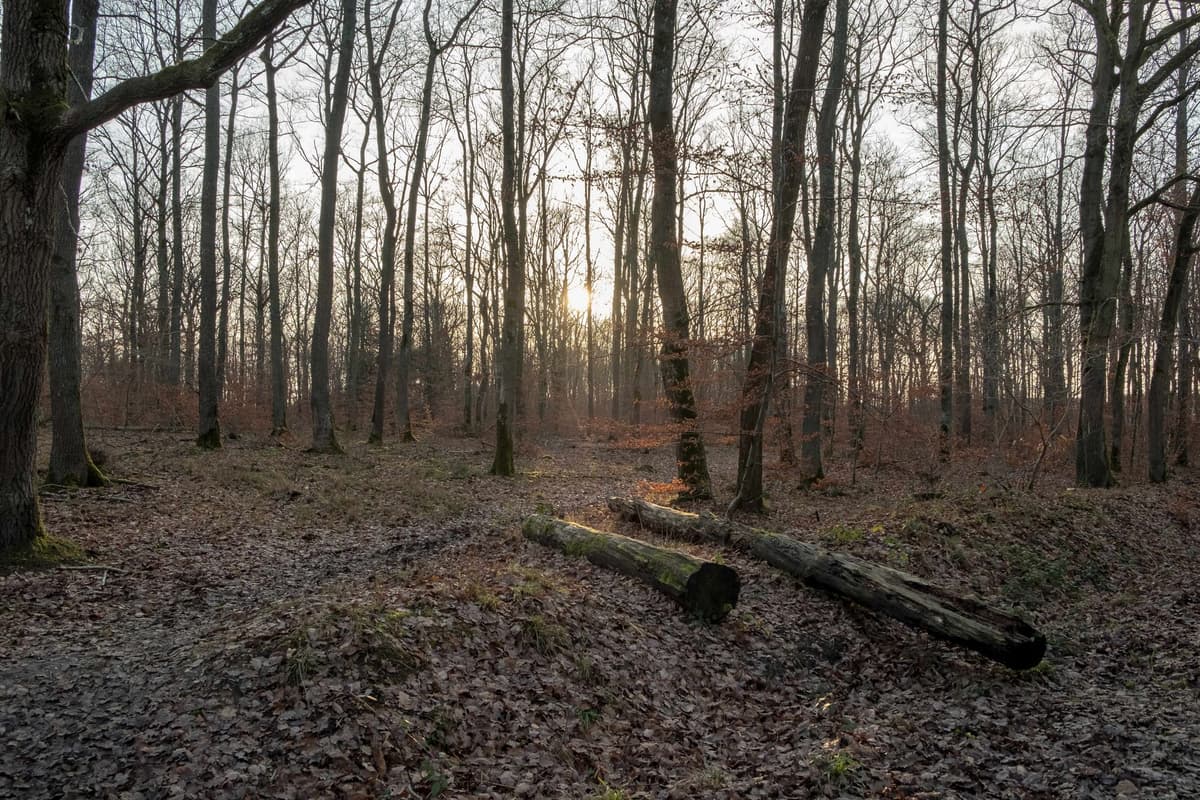 eSIM in Rold Skov Forest 2
