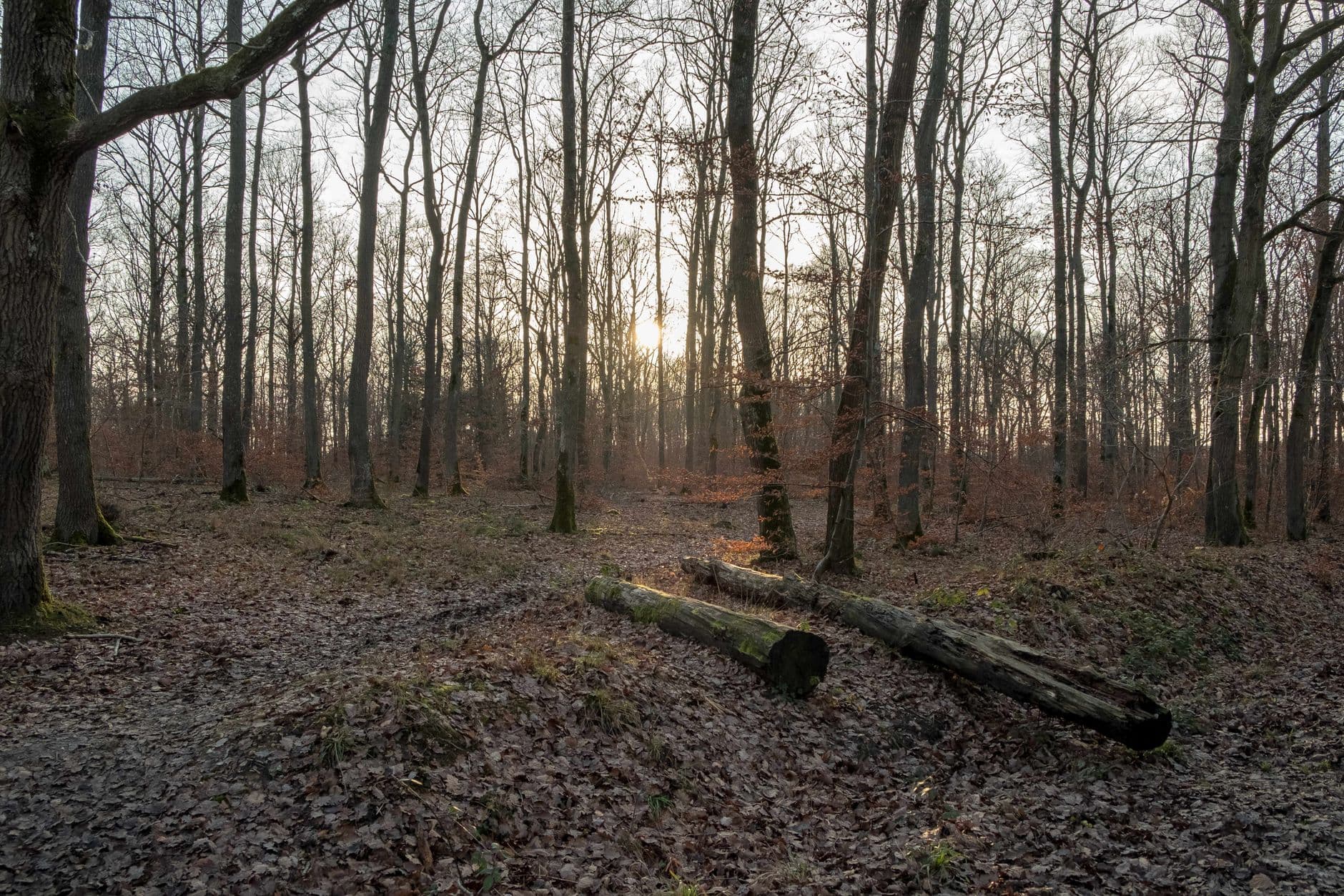 eSIM in Rold Skov Forest 2