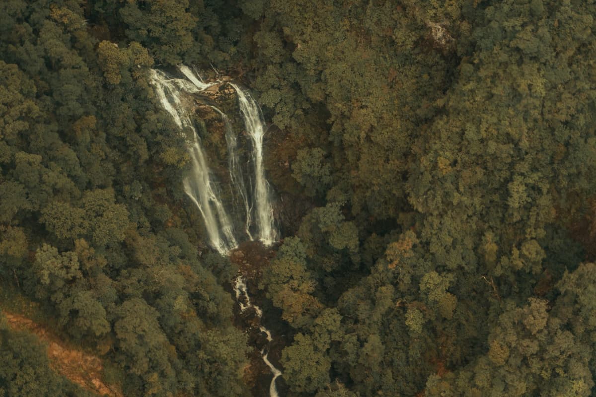 eSIM in Nyungwe Forest 1
