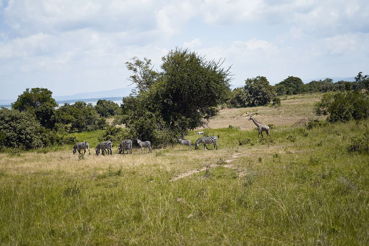 eSIM in Akagera National Park 2