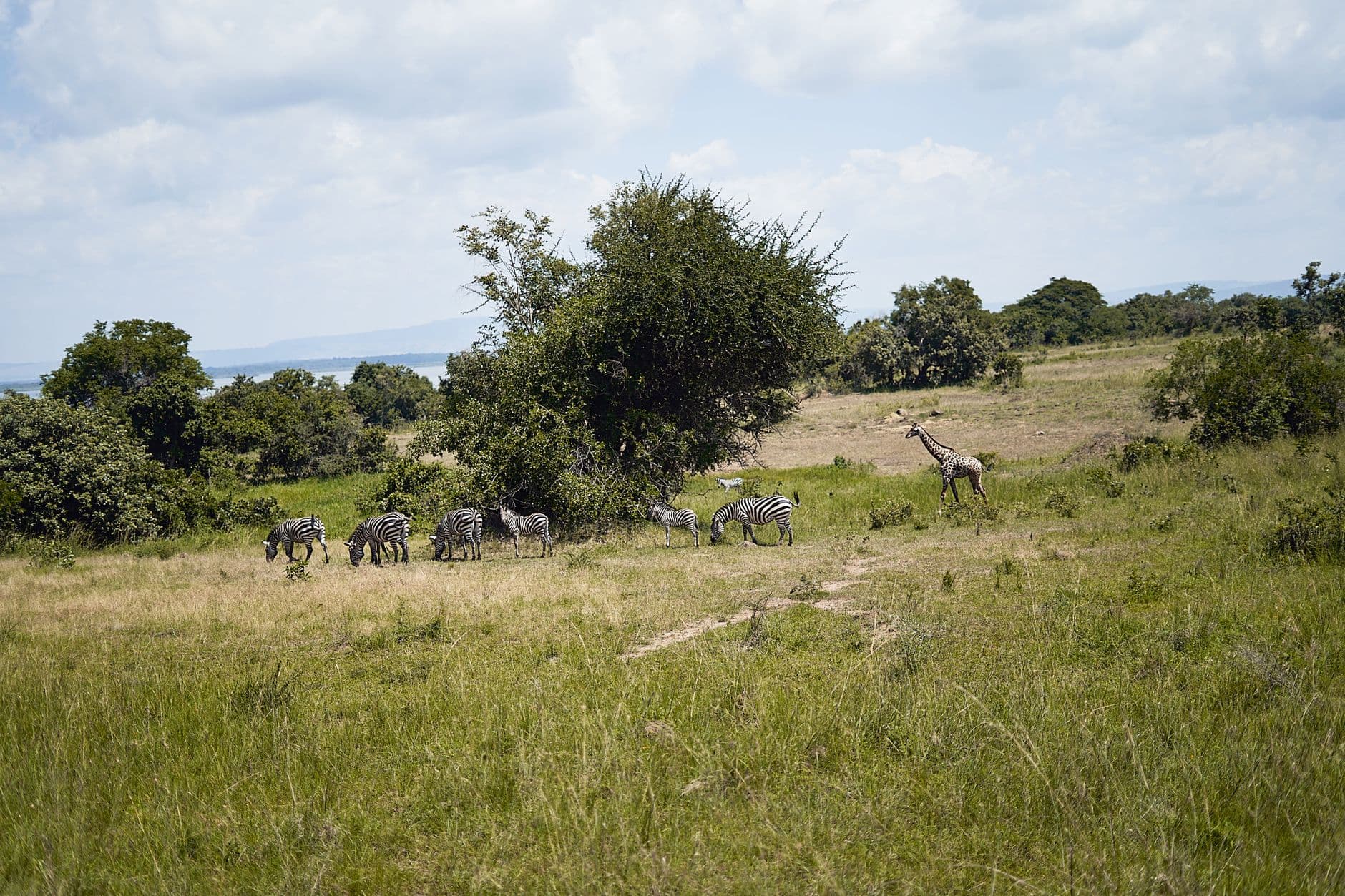 eSIM in Akagera National Park 2