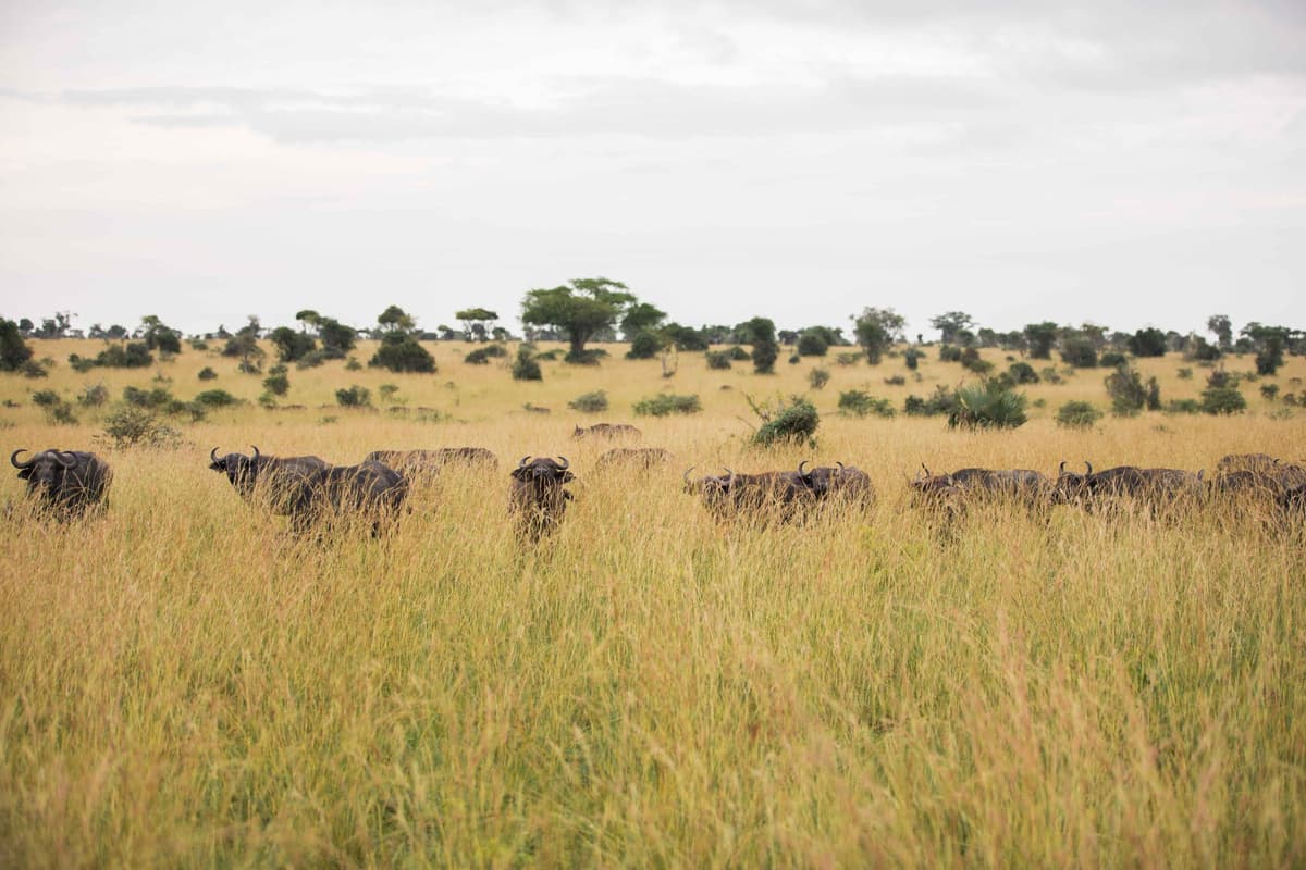 eSIM in Queen Elizabeth National Park 1