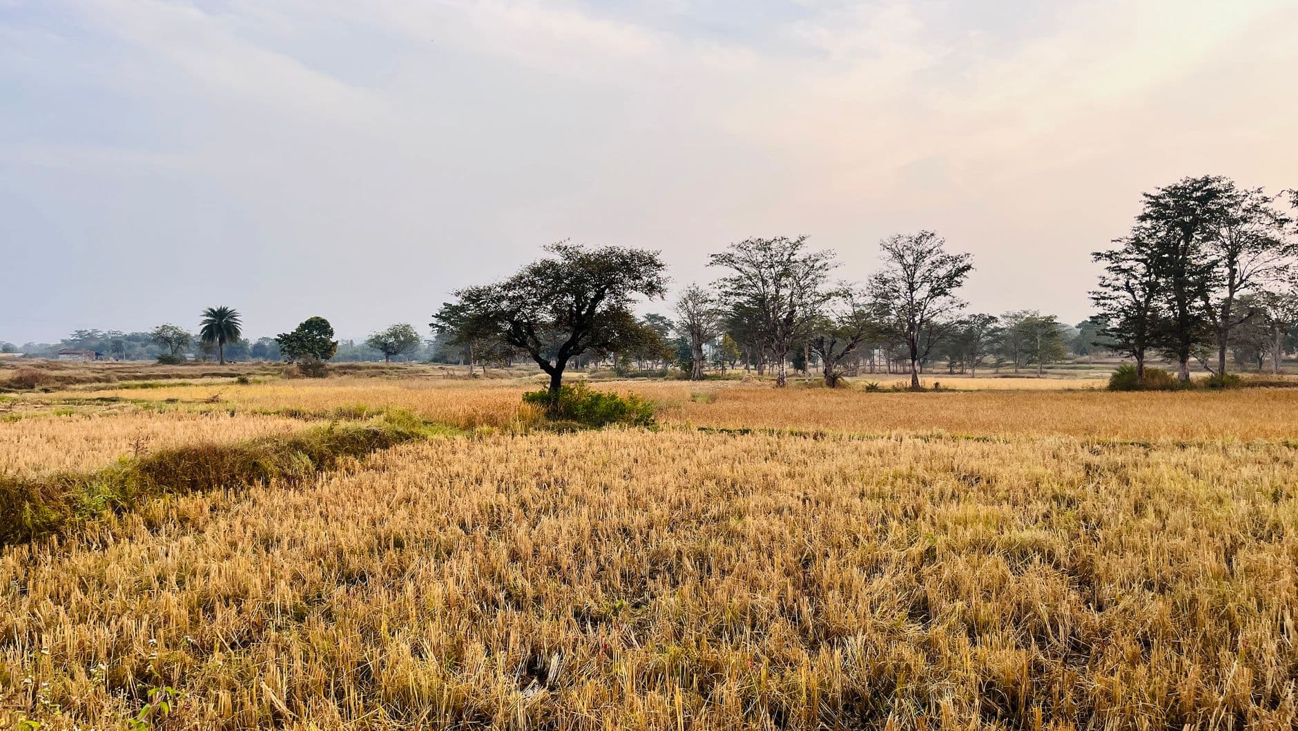 eSIM in South Luangwa 1