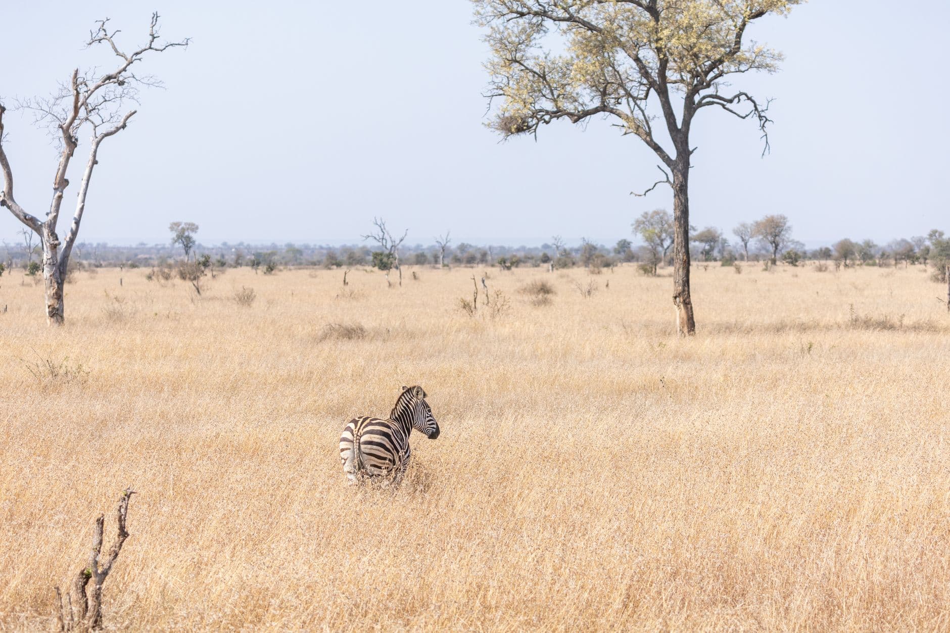 eSIM in Hwange National Park 1