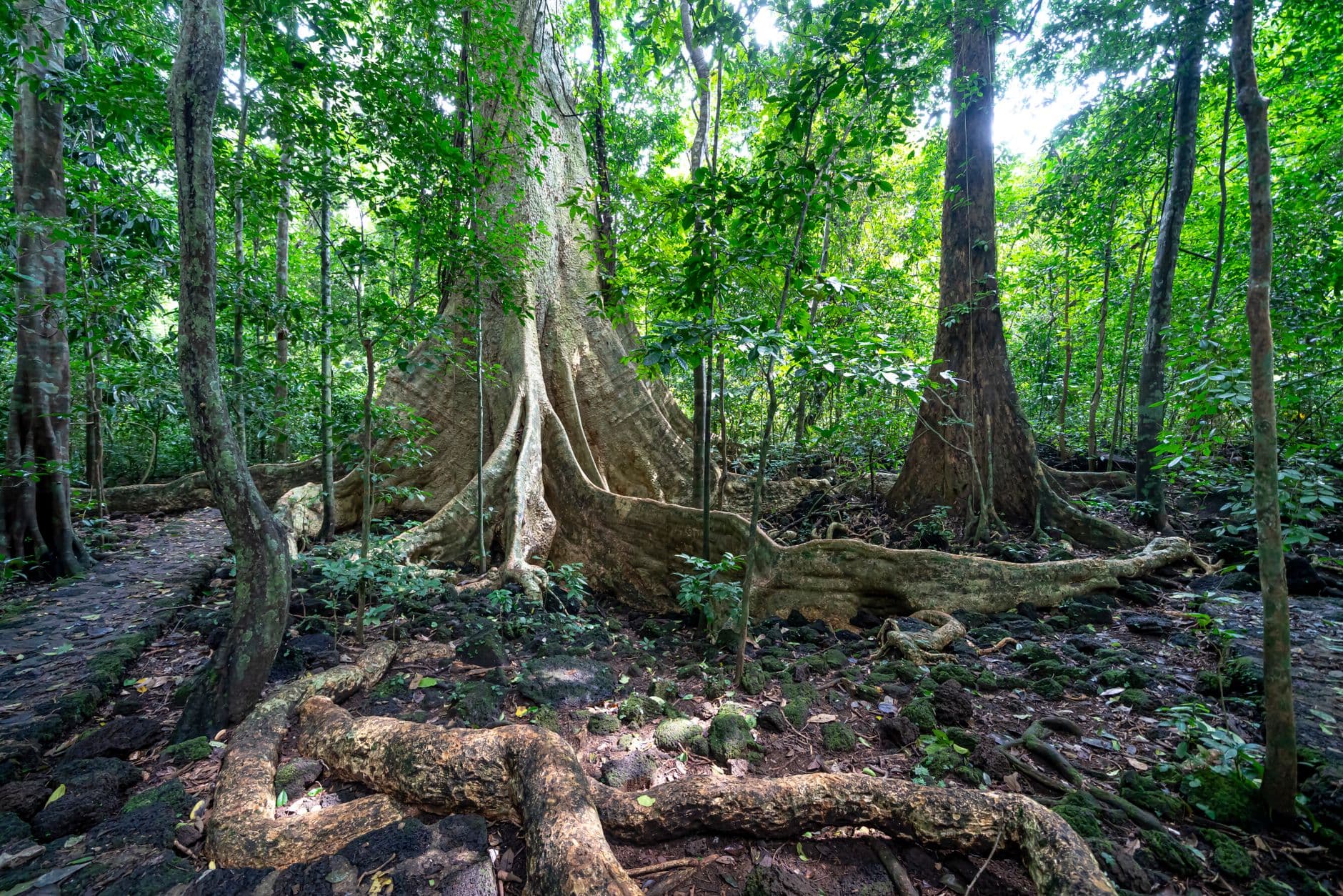 eSIM in Madidi National Park 1