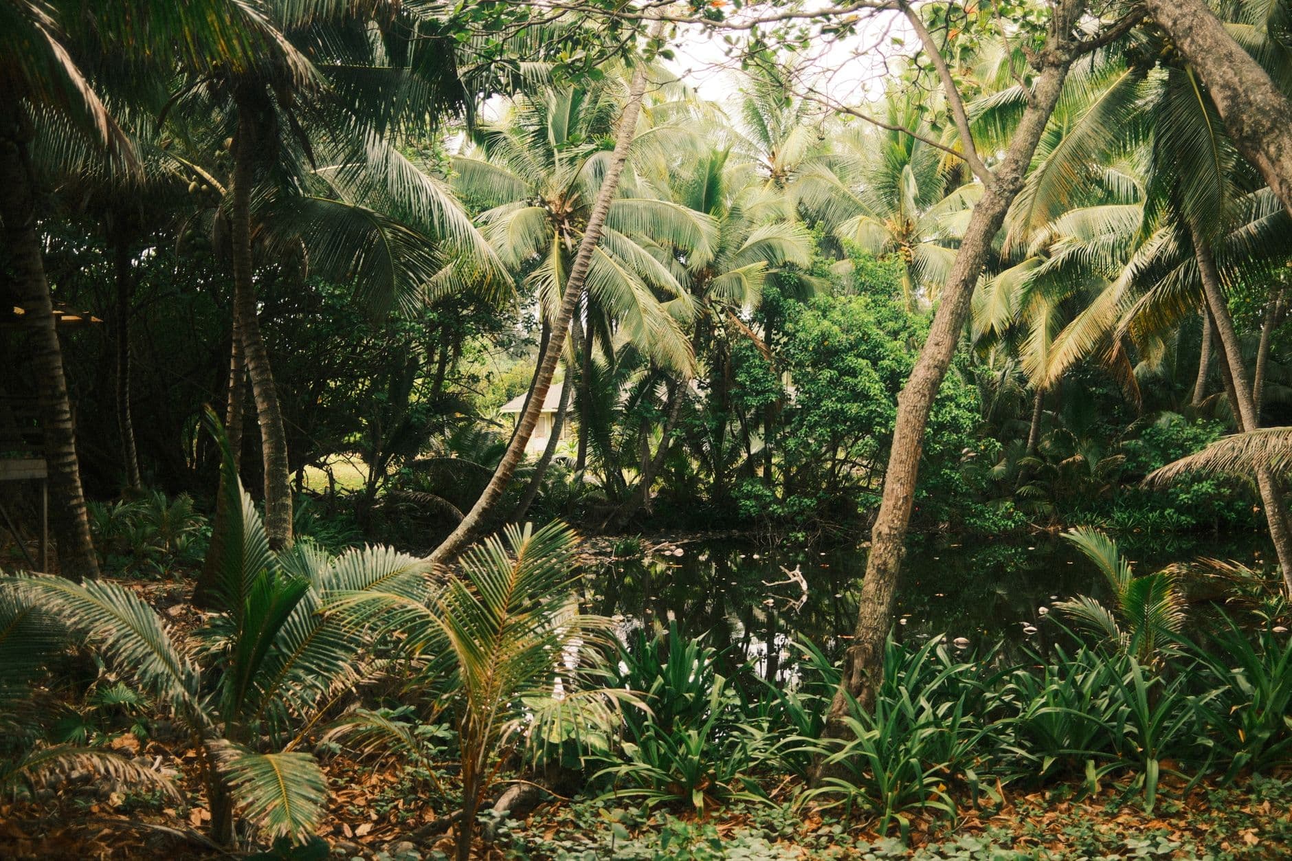 eSIM in Treasure Beach 2
