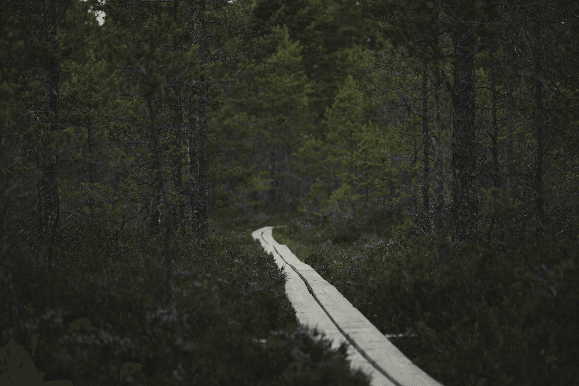 eSIM in Soomaa National Park 1