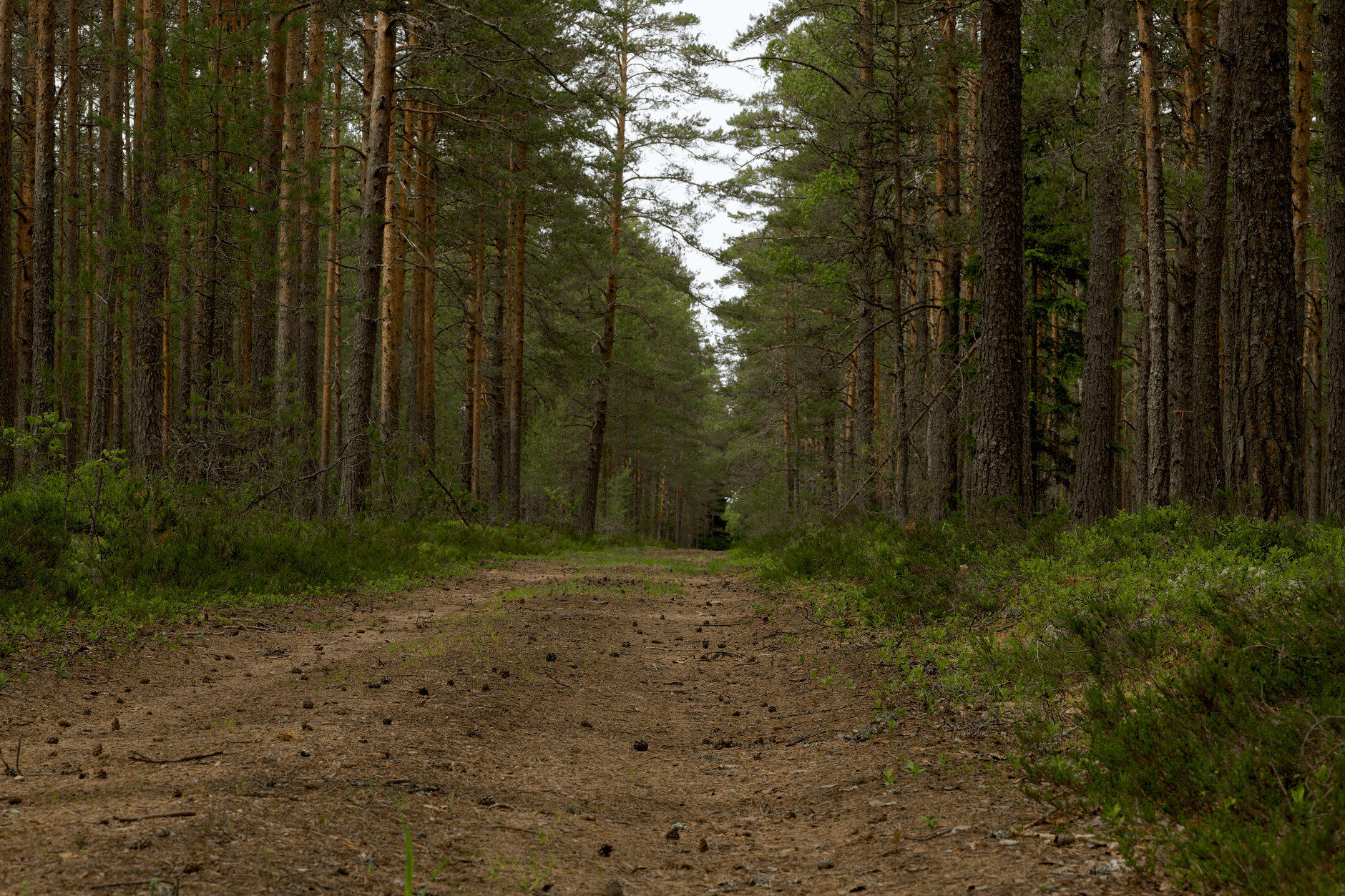 eSIM in Soomaa National Park 2