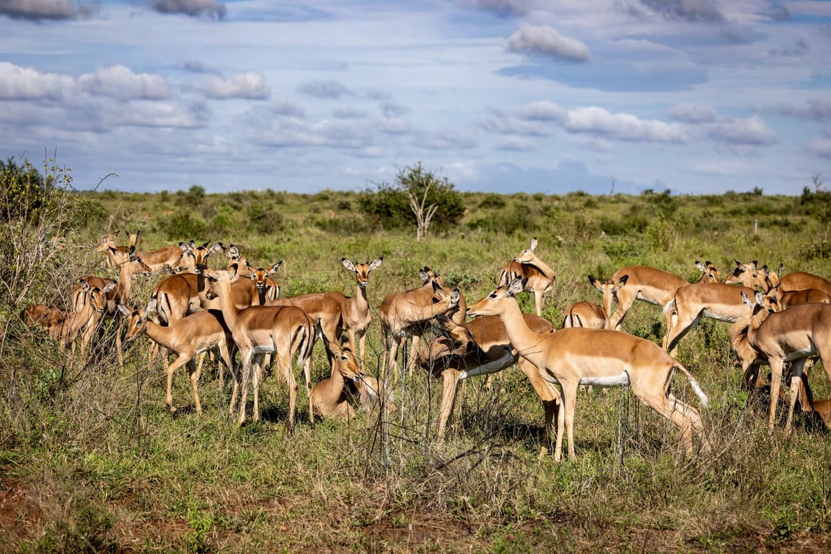 eSIM in Yankari Game Reserve 2