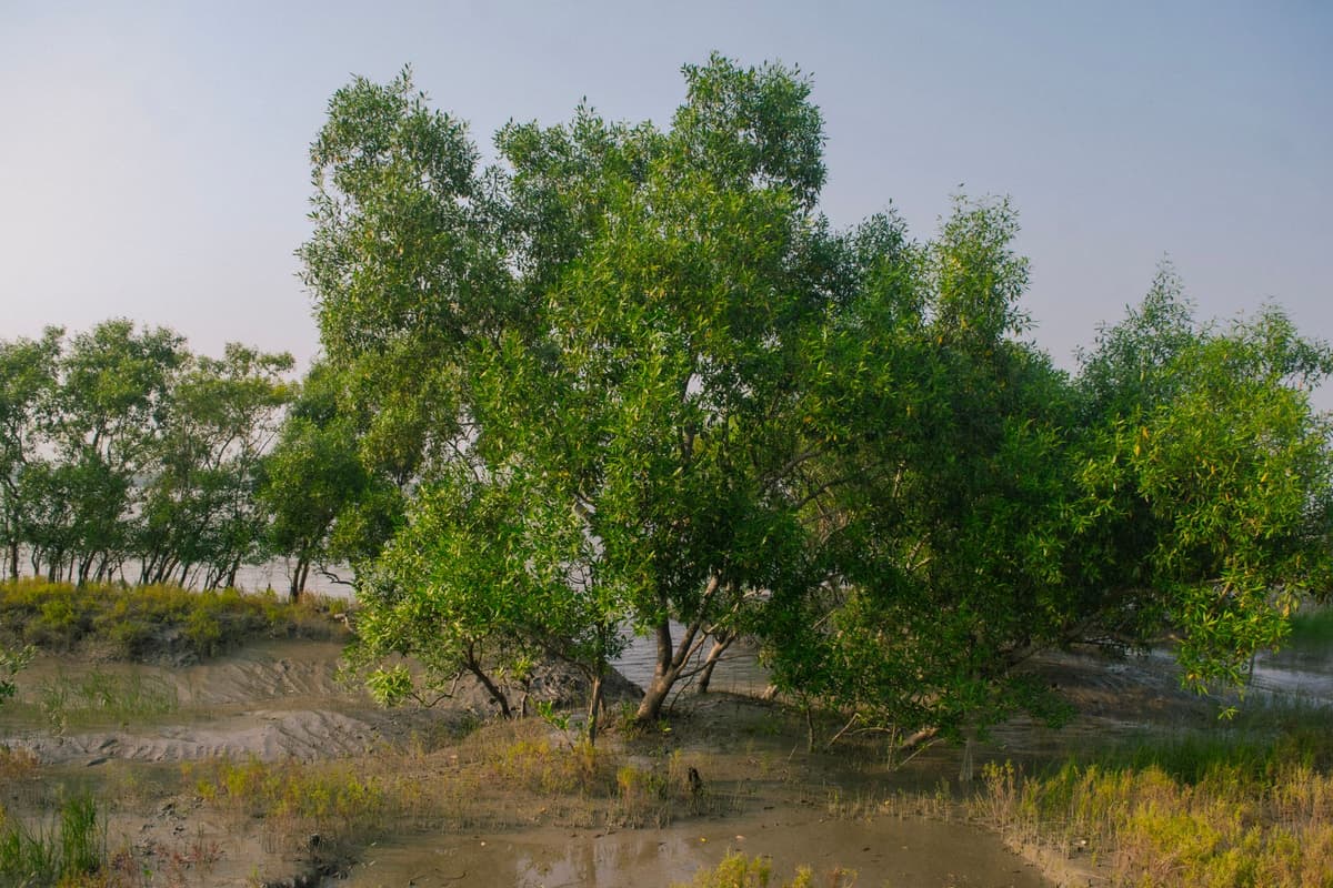 eSIM in Sundarbans Mangrove Forest 1