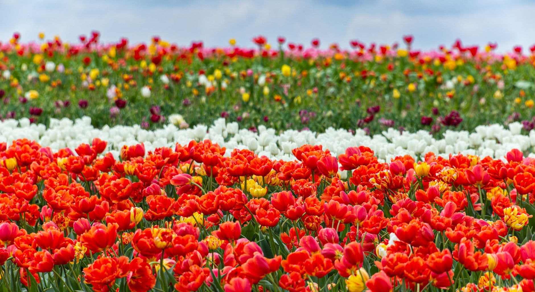 eSIM in Keukenhof 1