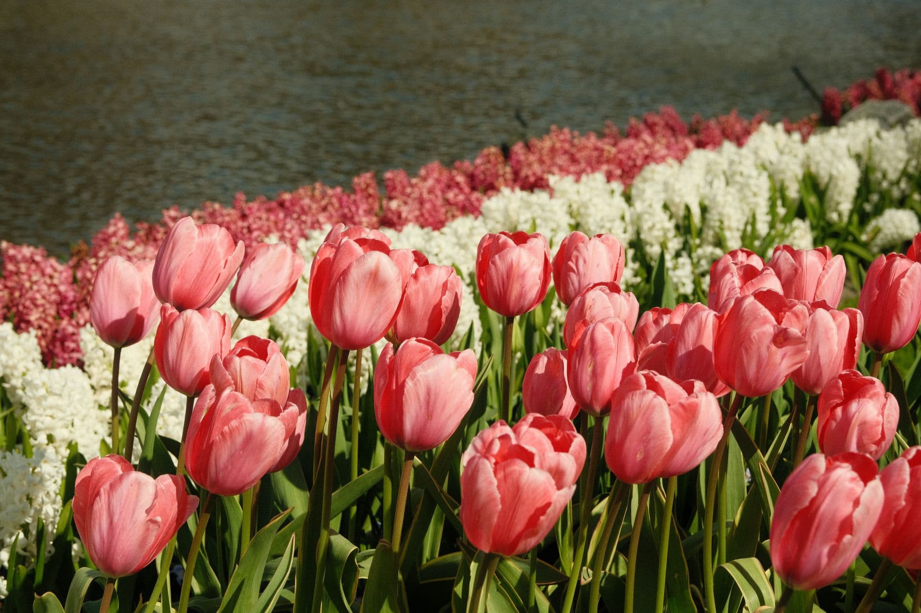 eSIM in Keukenhof 2