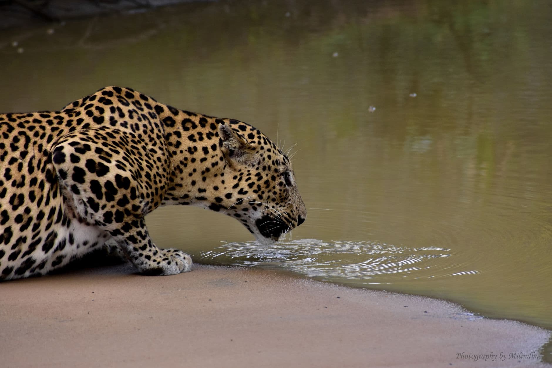 eSIM in Yala National Park 1