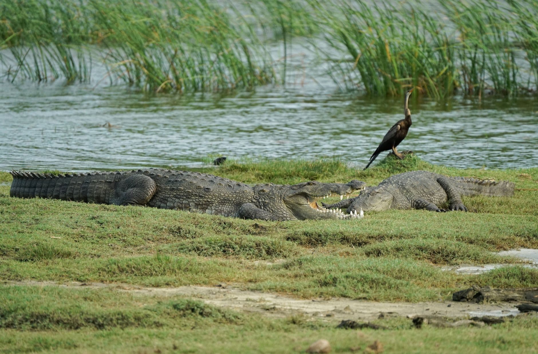 eSIM in Yala National Park 2