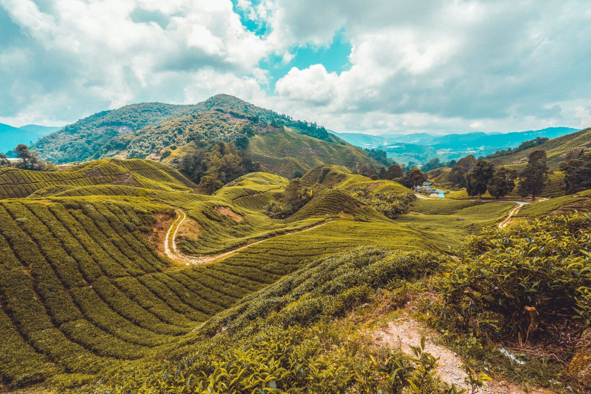 eSIM in Cameron Highlands 1