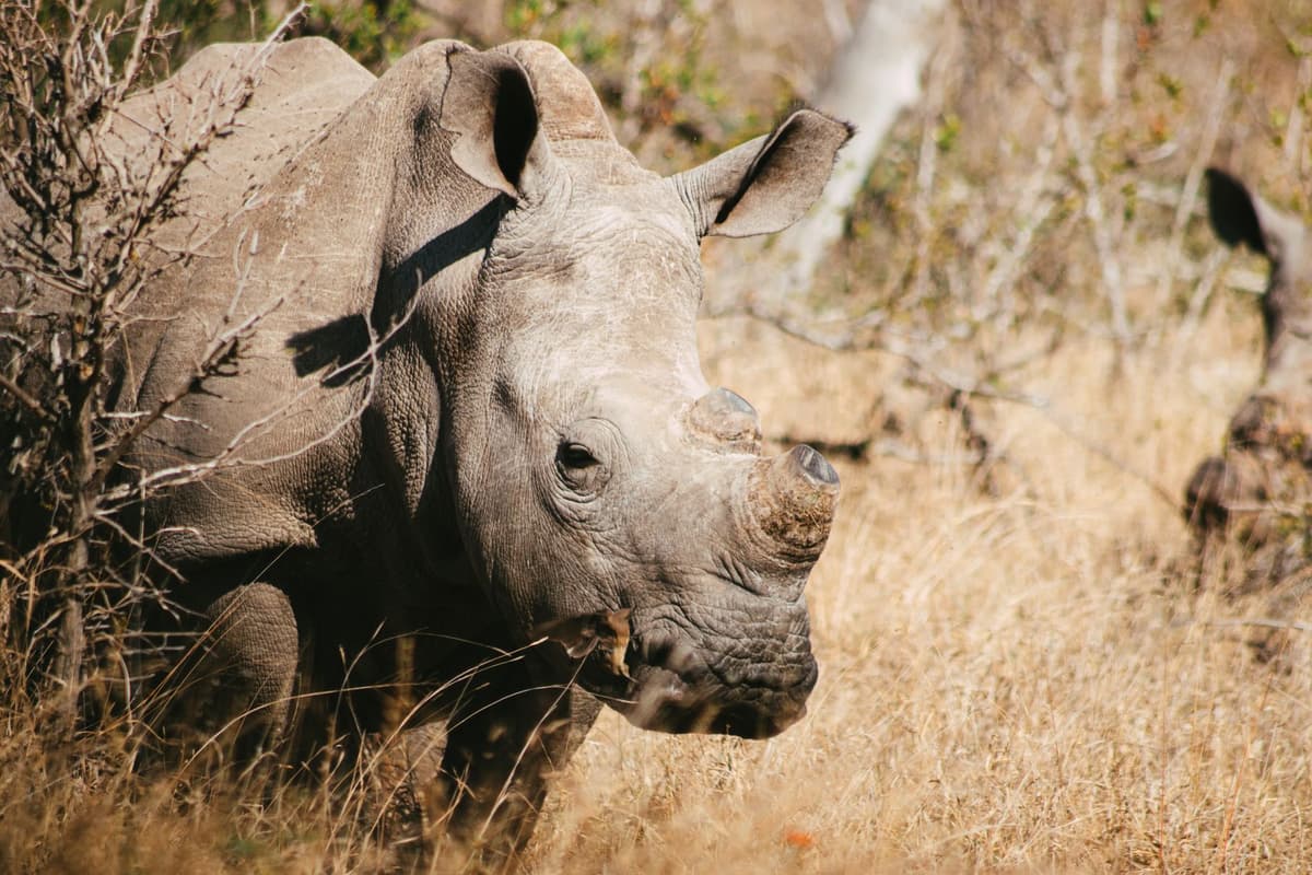 eSIM in Kruger National Park 1