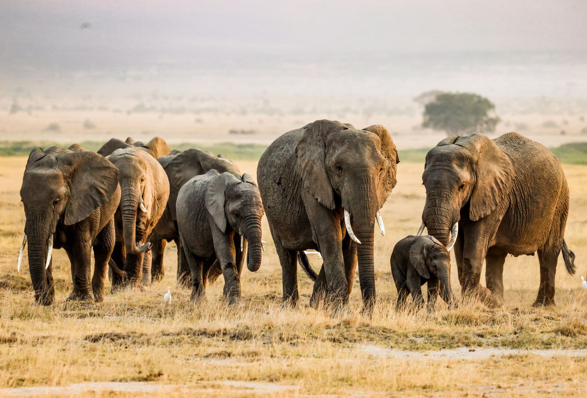 eSIM in Amboseli National Park 1