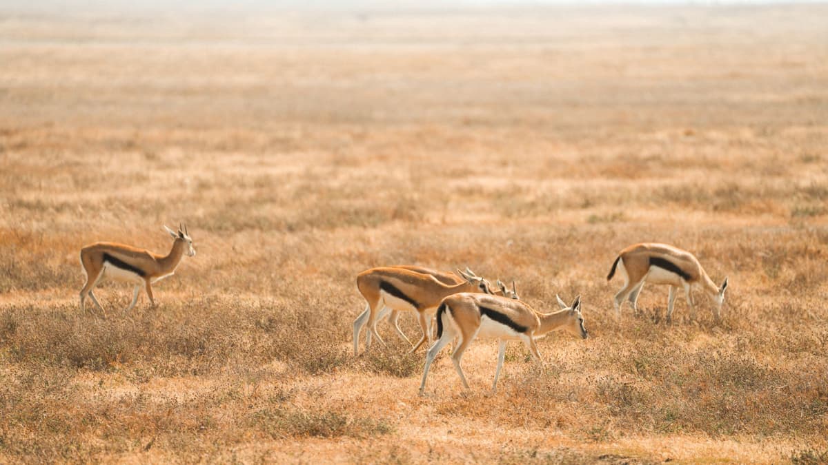 eSIM in Serengeti 2