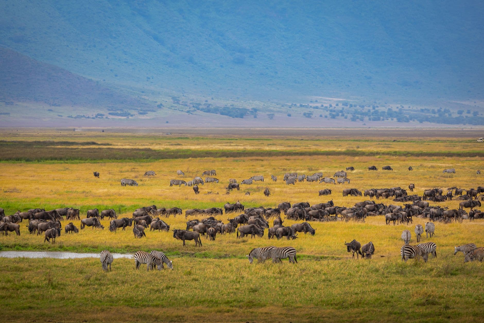 eSIM in Ngorongoro Crater 2