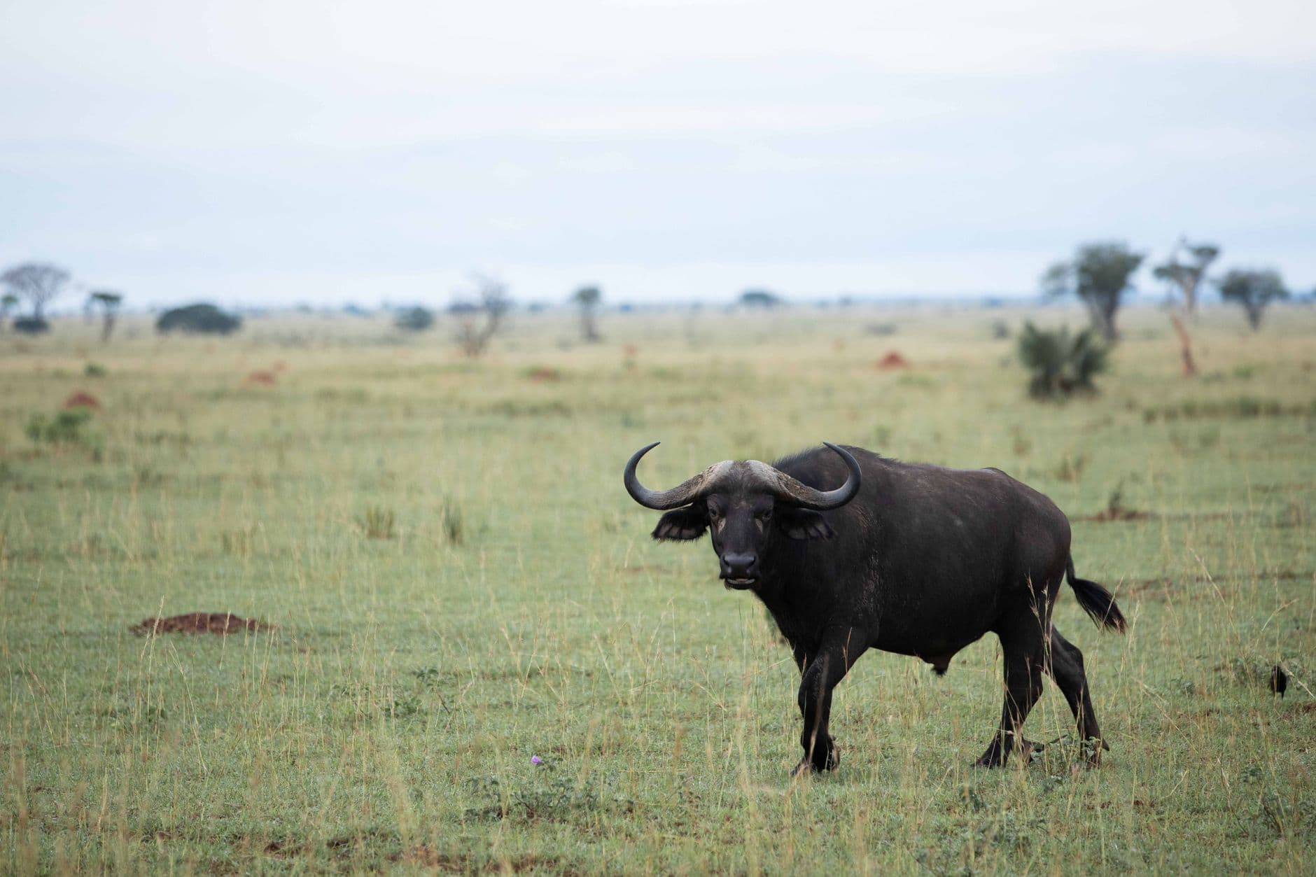 eSIM in Murchison Falls 2